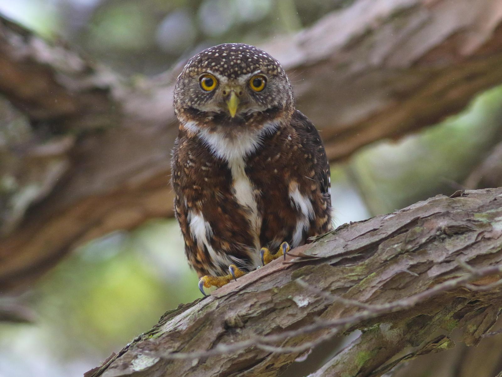 Costa Rican Pygmy-Owl Photo by Leonardo Garrigues