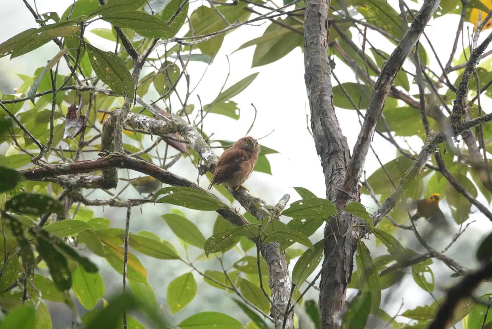 Cloud-forest Pygmy-Owl Photo by Bonnie Clarfield-Bylin