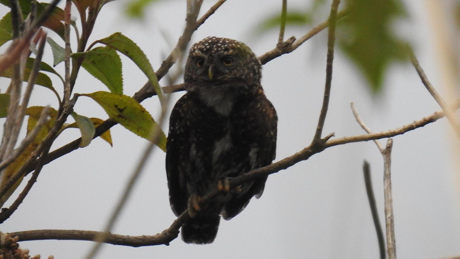 Andean Pygmy-Owl Photo by Julio Delgado