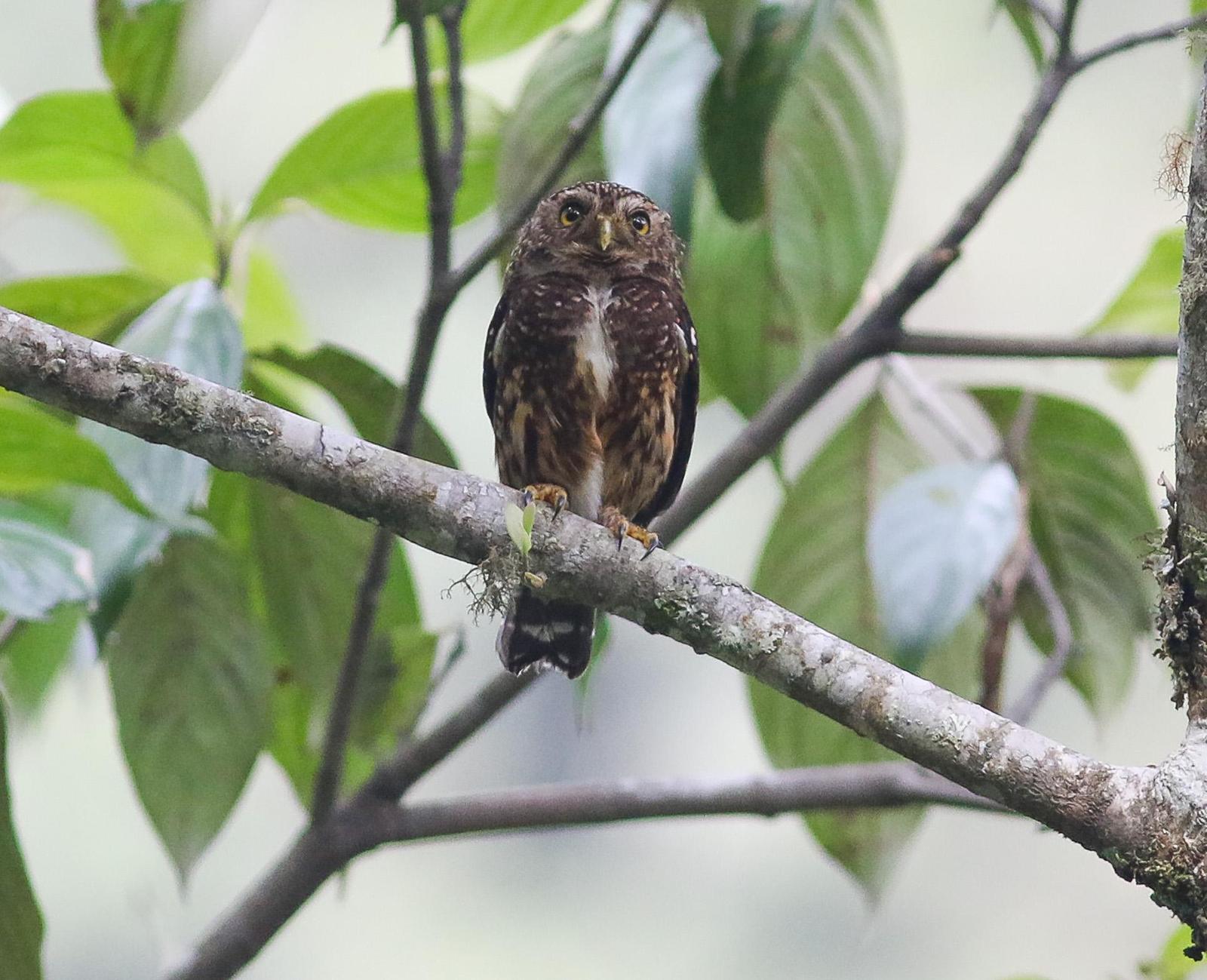 Yungas Pygmy-Owl Photo by Leonardo Garrigues