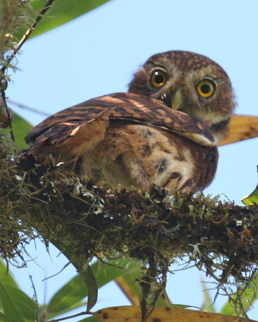 Yungas Pygmy-Owl Photo by Marshall Iliff