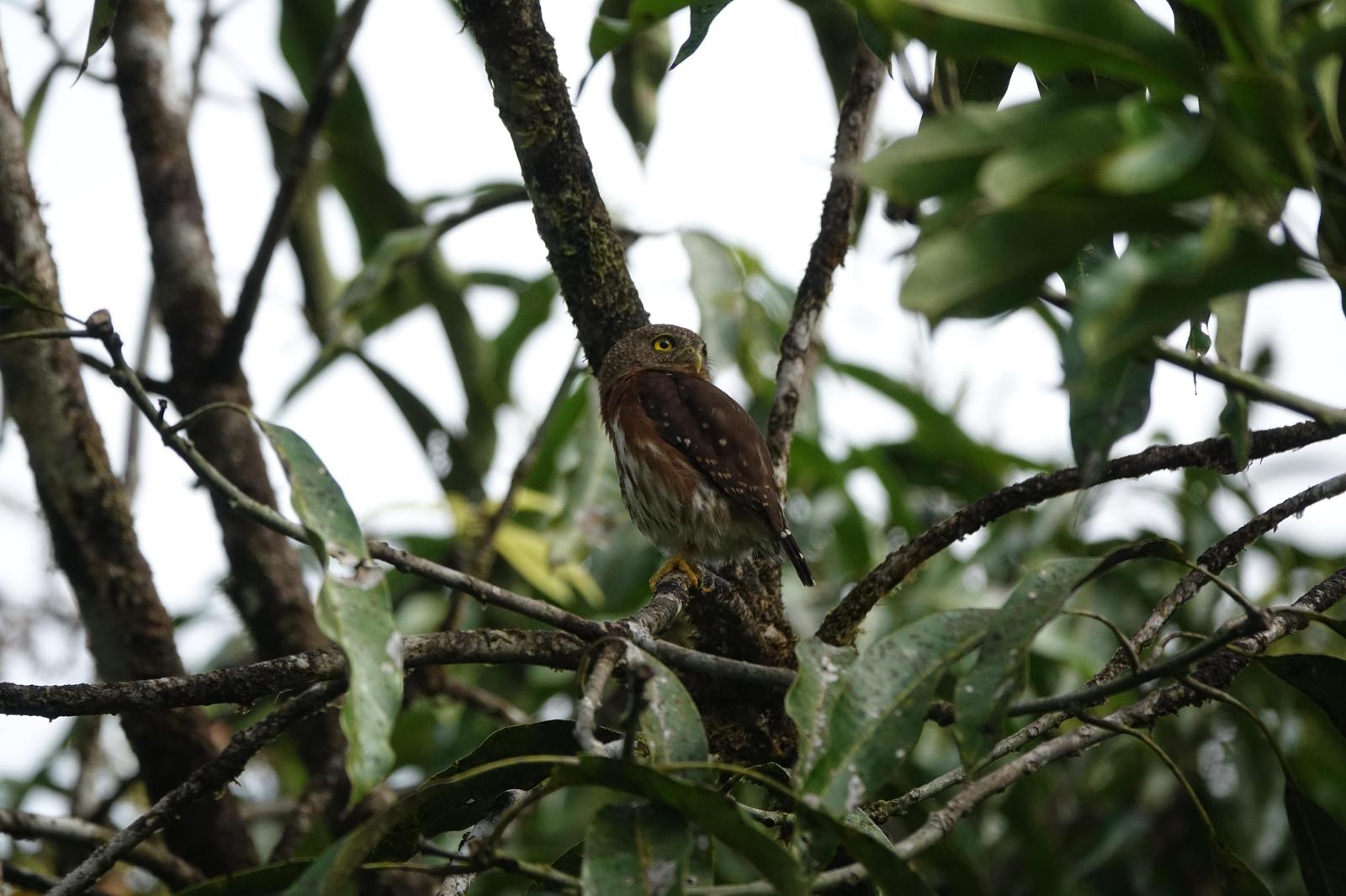 Central American Pygmy-Owl Photo by Bonnie Clarfield-Bylin