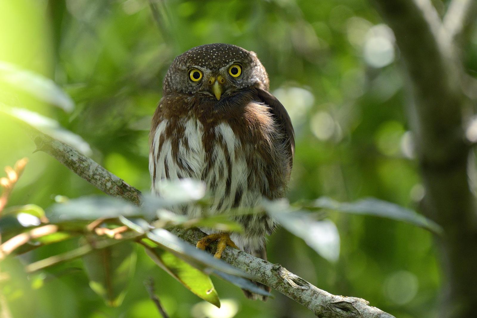 Tamaulipas Pygmy-Owl Photo by Andres Rios