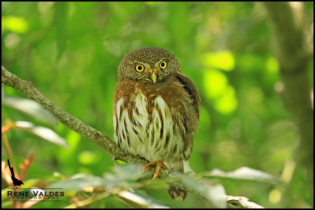 Tamaulipas Pygmy-Owl Photo by Rene Valdes