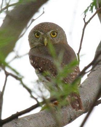 Colima Pygmy-Owl Photo by Michael L. P. Retter
