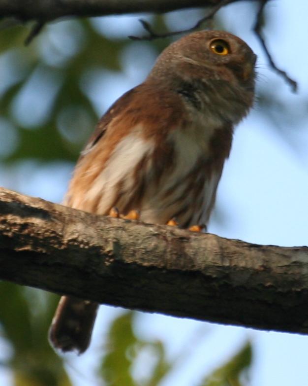 Colima Pygmy-Owl Photo by Marshall Iliff