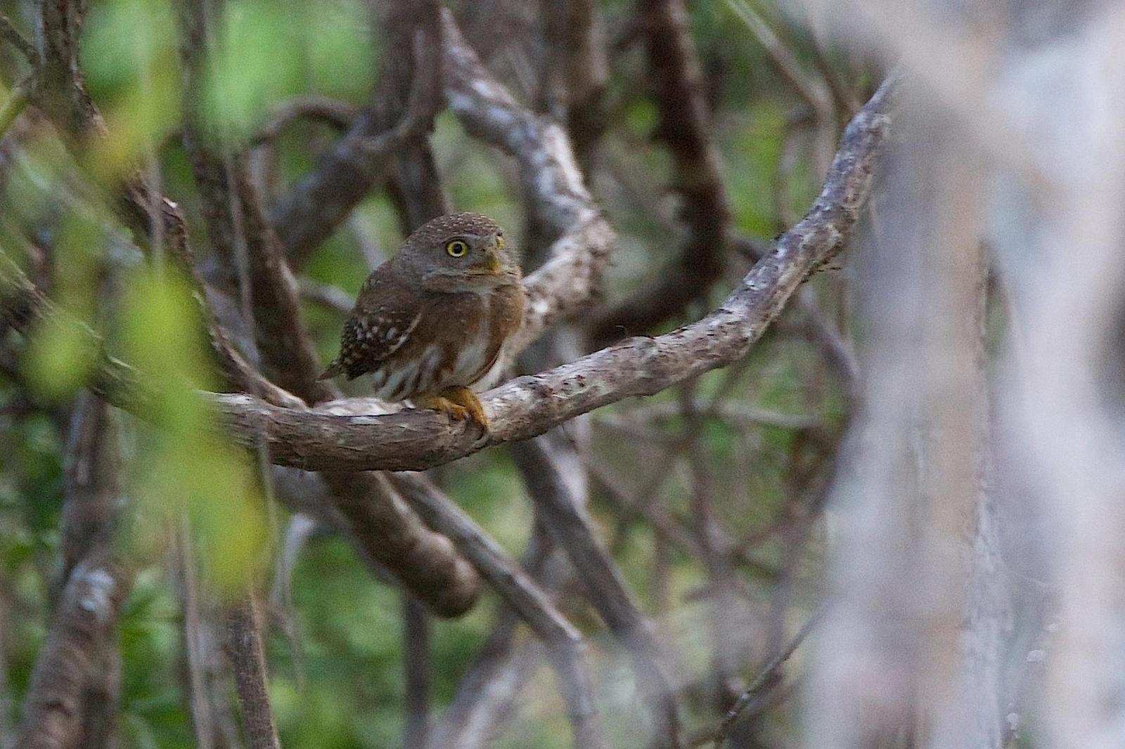 Colima Pygmy-Owl Photo by Gerald Hoekstra