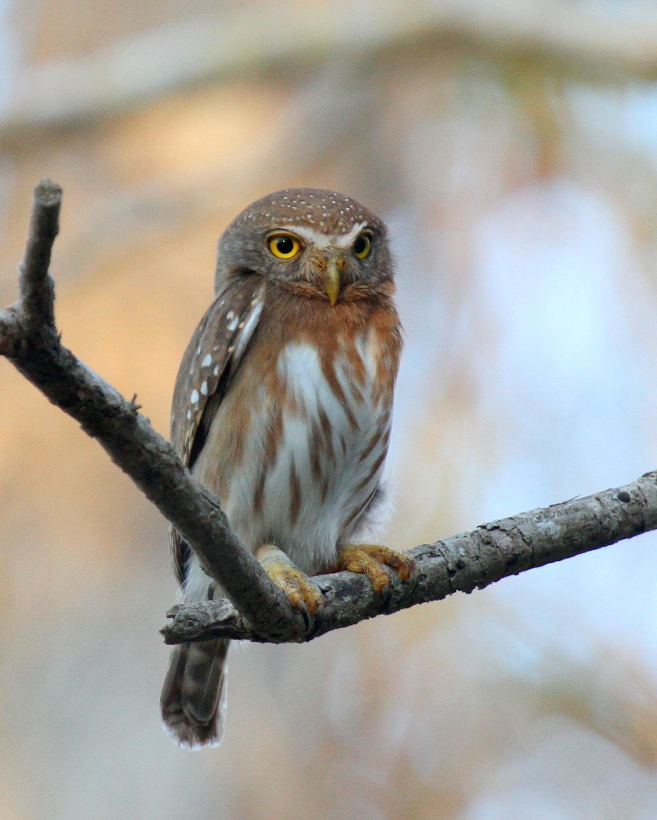 Colima Pygmy-Owl Photo by Matthew Grube