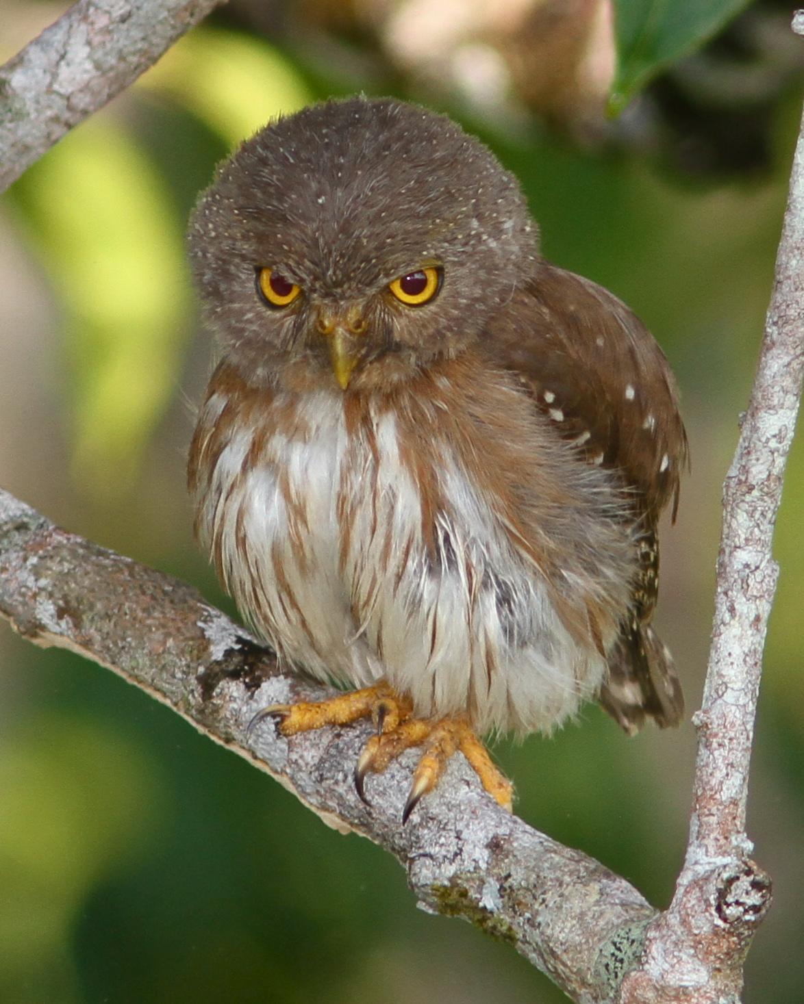 Amazonian Pygmy-Owl Photo by Marcelo Padua
