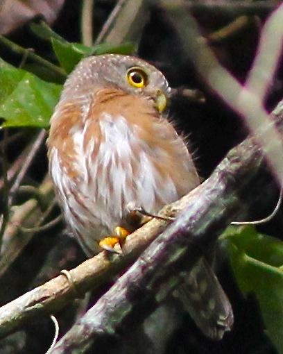 Least Pygmy-Owl Photo by Dave Czaplak