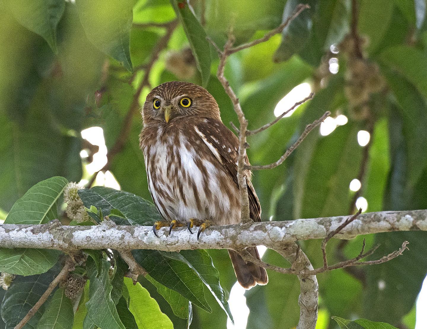 Ferruginous Pygmy-Owl Photo by Bonnie Flamer