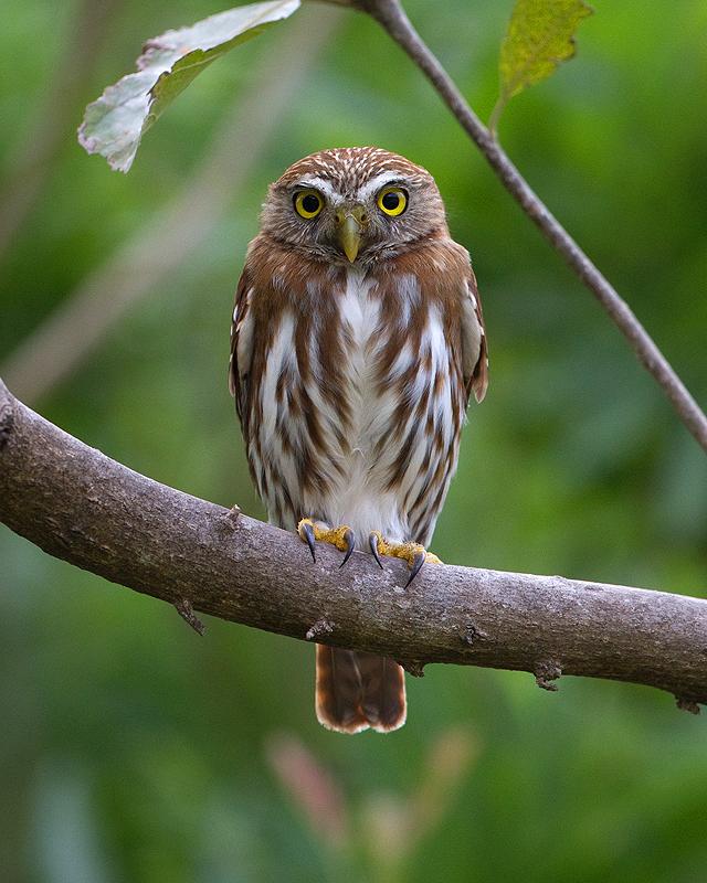 Ferruginous Pygmy-Owl Photo by Ryan Shaw