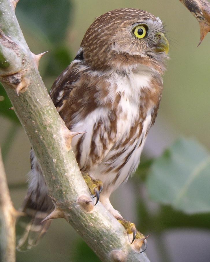 Ferruginous Pygmy-Owl Photo by Richard C. Hoyer