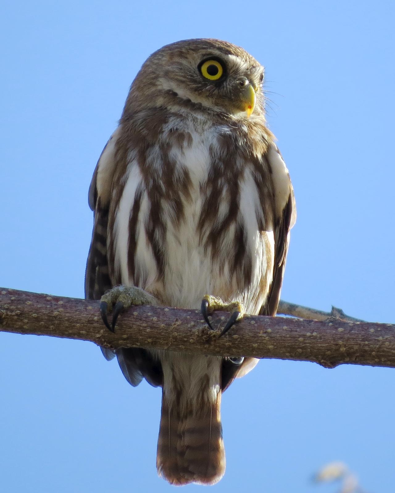 Ferruginous Pygmy-Owl Photo by John van Dort