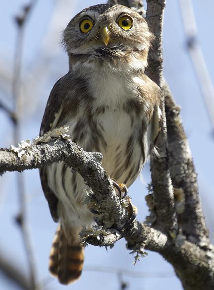 Ferruginous Pygmy-Owl Photo by Dan Tallman
