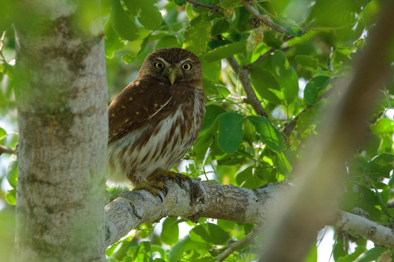 Ferruginous Pygmy-Owl Photo by Gerald Hoekstra