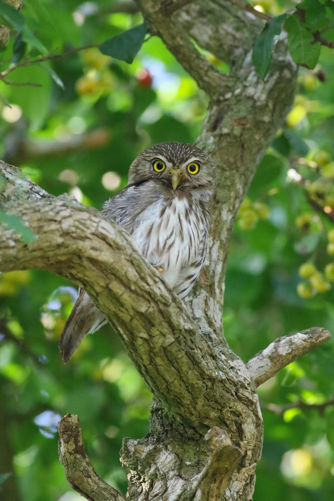 Ferruginous Pygmy-Owl Photo by Tom Ford-Hutchinson