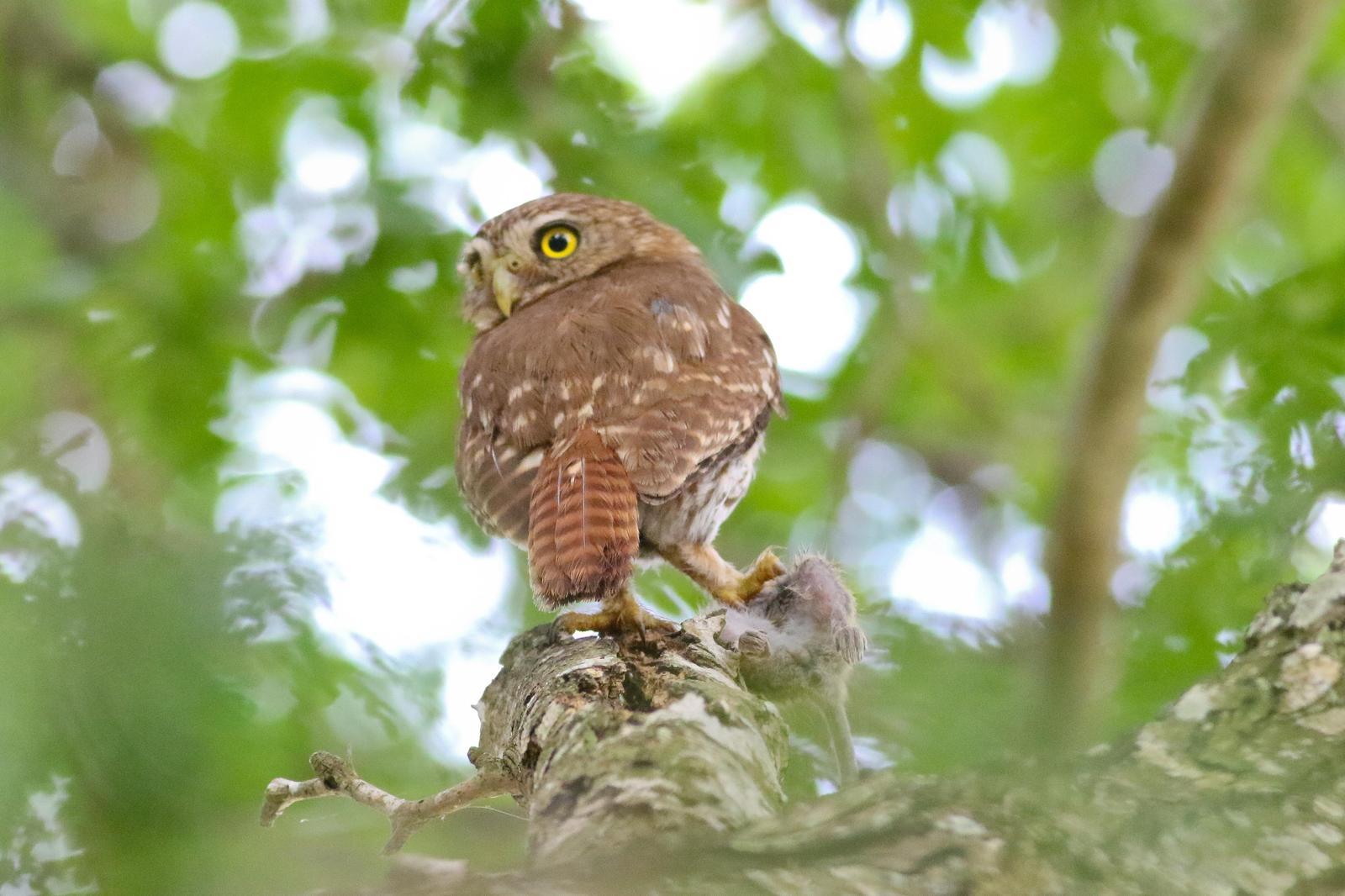 Ferruginous Pygmy-Owl Photo by Tom Ford-Hutchinson