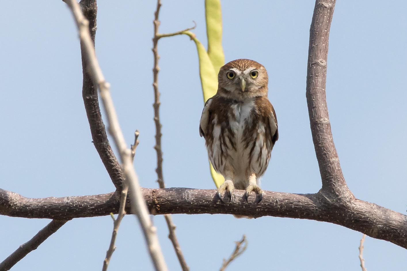 Ferruginous Pygmy-Owl Photo by Gerald Hoekstra