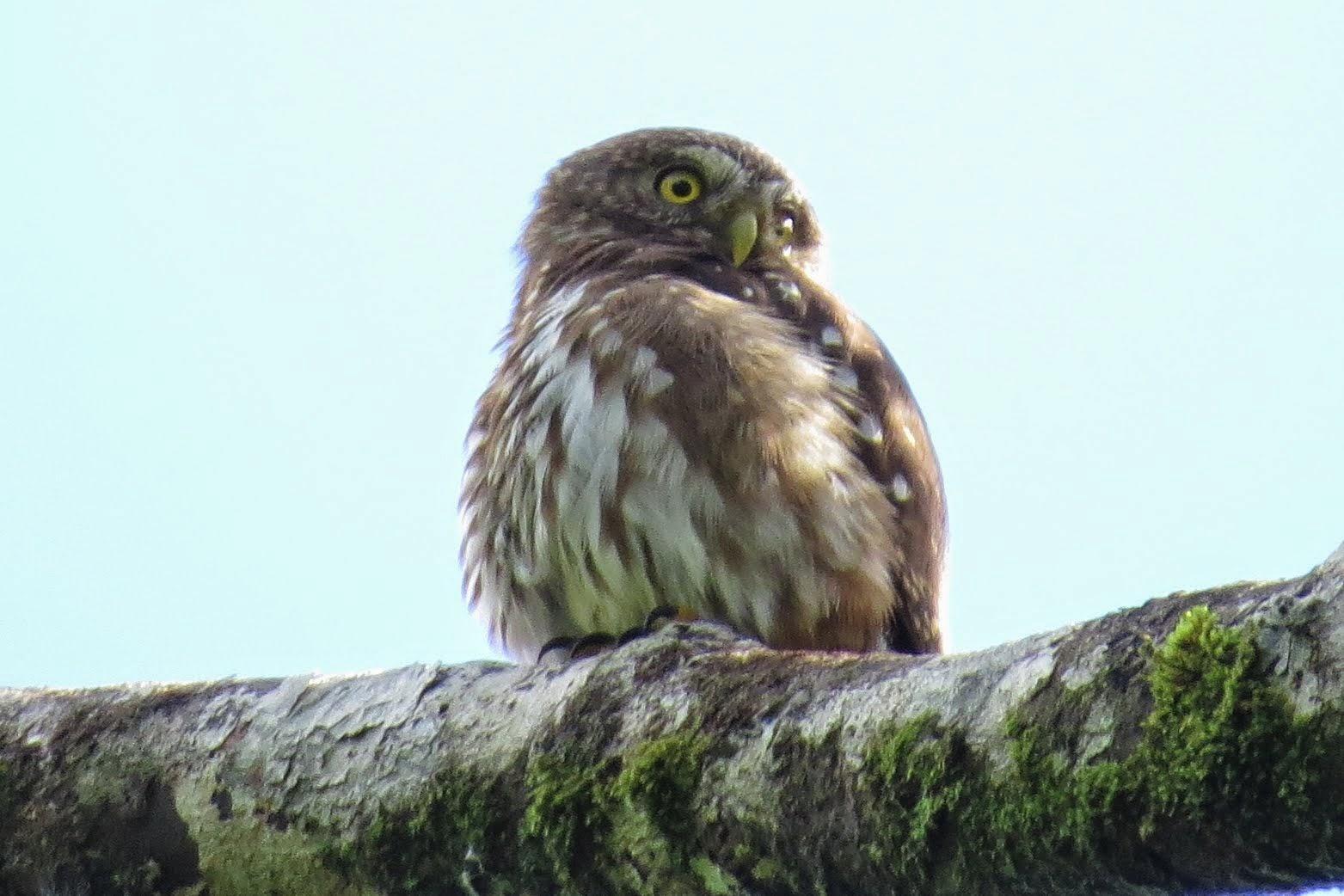 Ferruginous Pygmy-Owl Photo by Jeff Harding