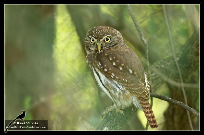 Ferruginous Pygmy-Owl Photo by Rene Valdes