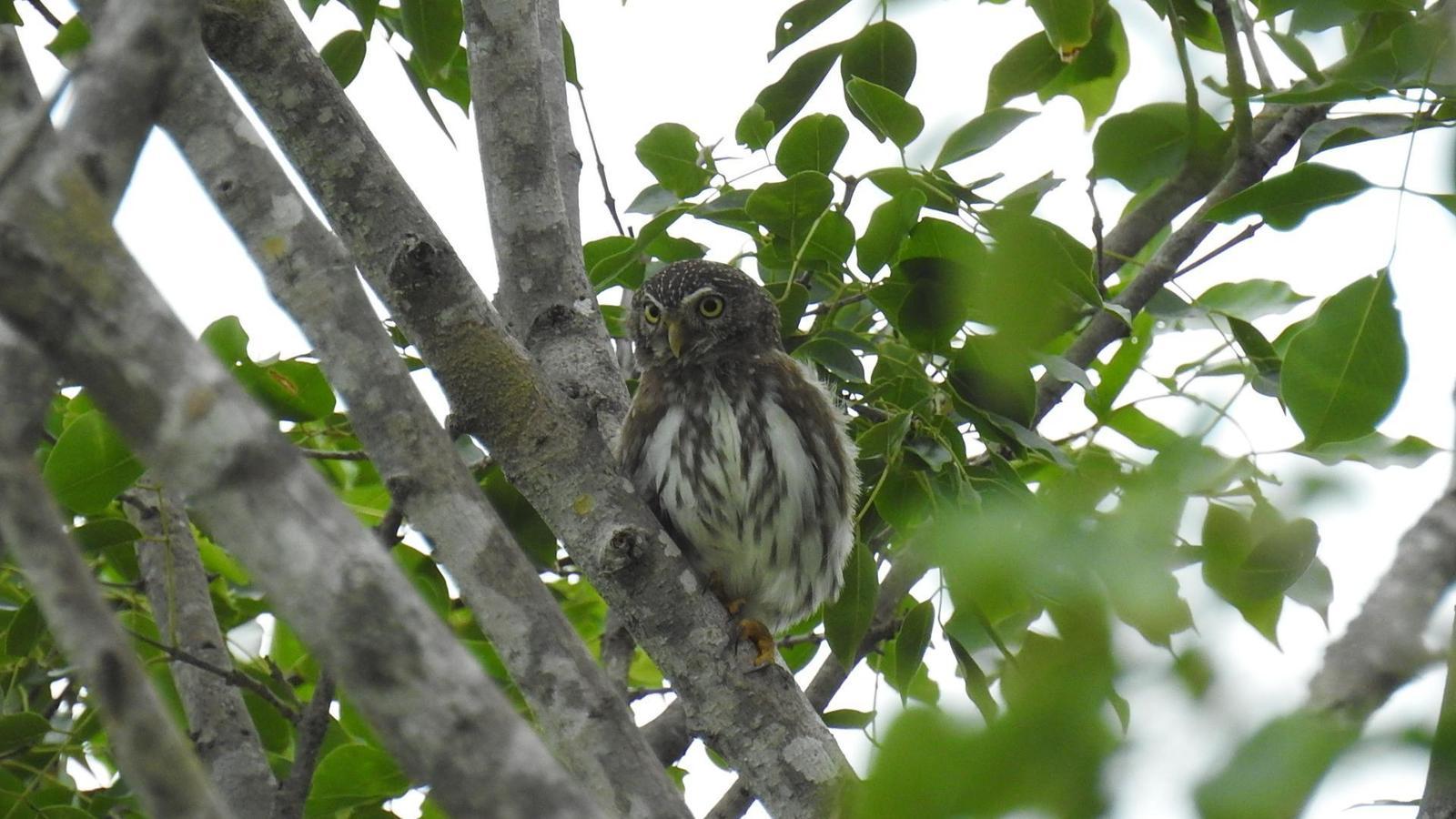 Ferruginous Pygmy-Owl Photo by Julio Delgado