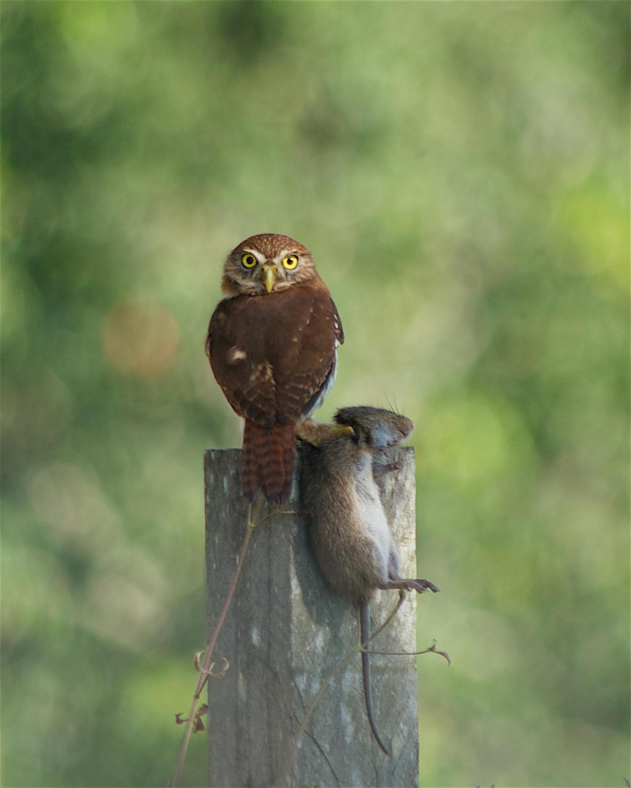 Ferruginous Pygmy-Owl Photo by Andrea Brannen