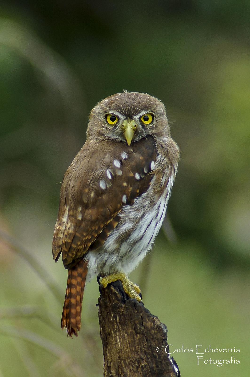 Ferruginous Pygmy-Owl Photo by Carlos Echeverría