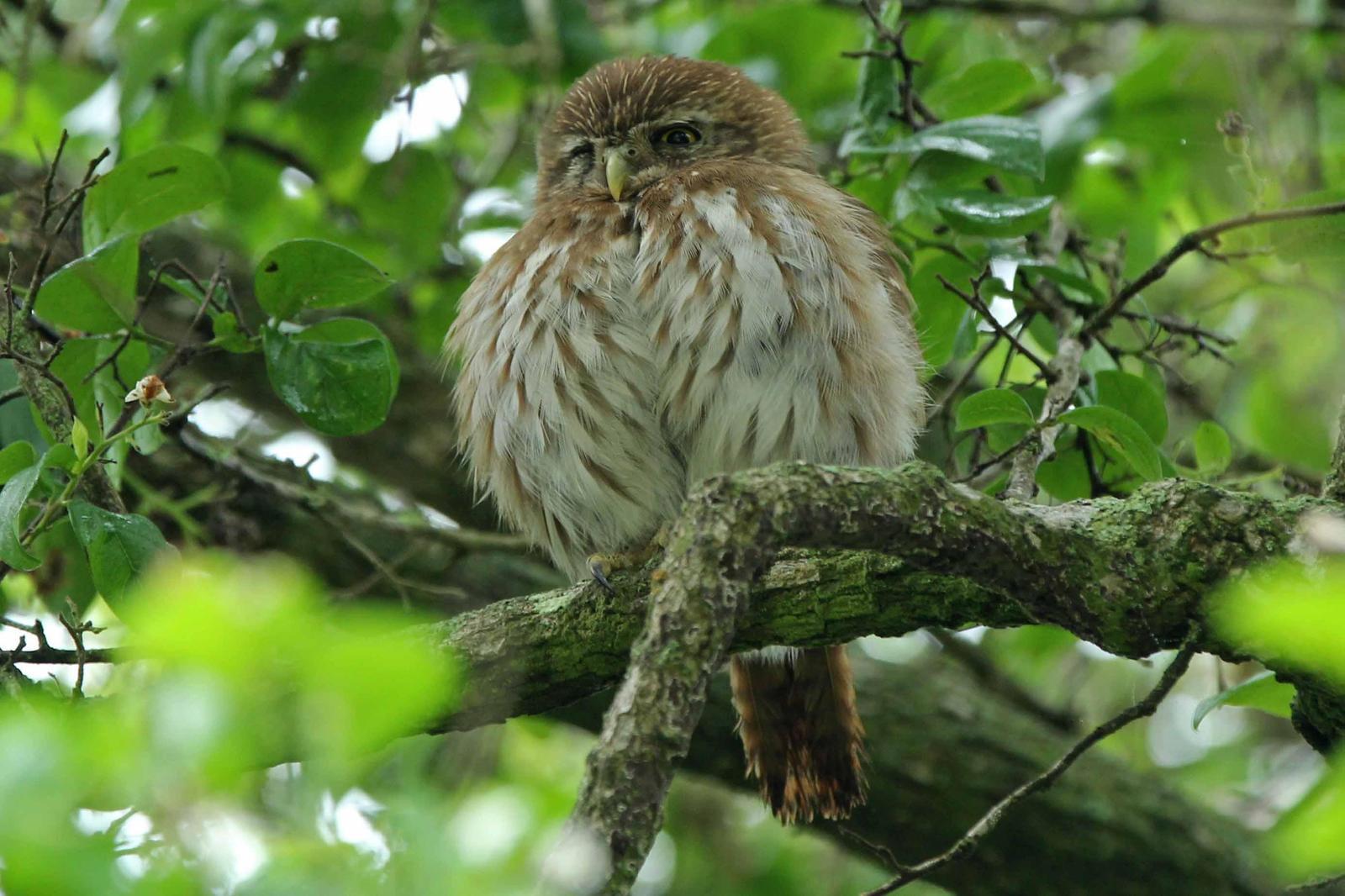 Ferruginous Pygmy-Owl Photo by Kristy Baker
