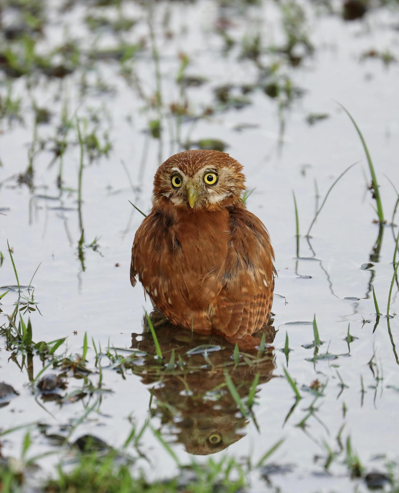 Ferruginous Pygmy-Owl (Ferruginous) Photo by Debbie Reynolds