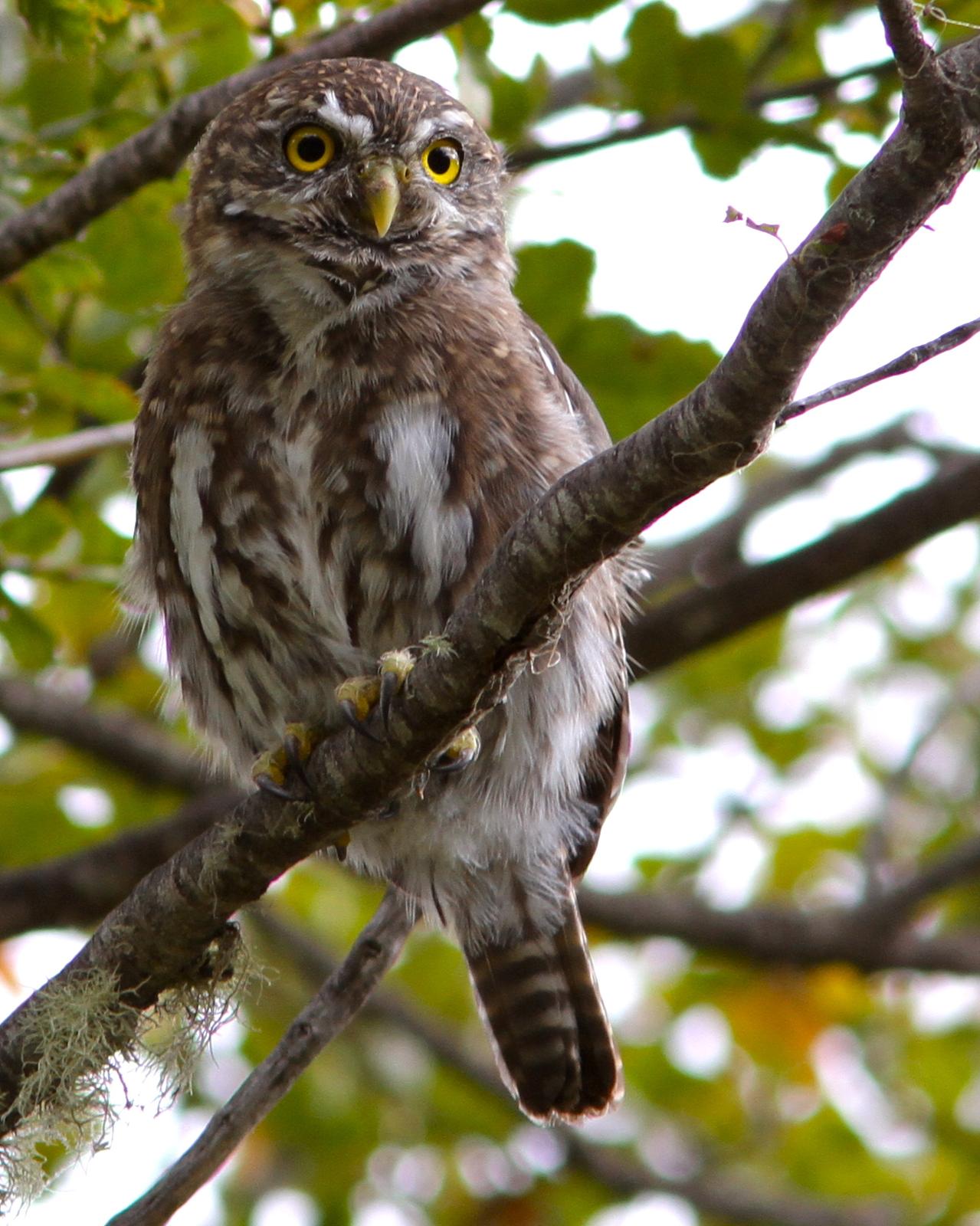 Austral Pygmy-Owl Photo by Marcelo Padua