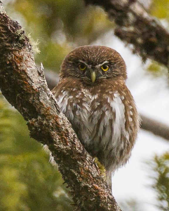 Austral Pygmy-Owl Photo by Robert Lewis