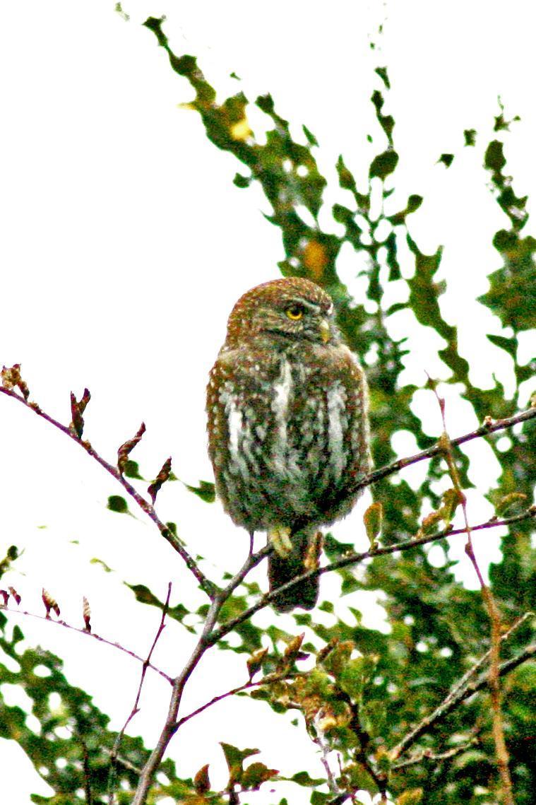 Austral Pygmy-Owl Photo by Steven Timbrook