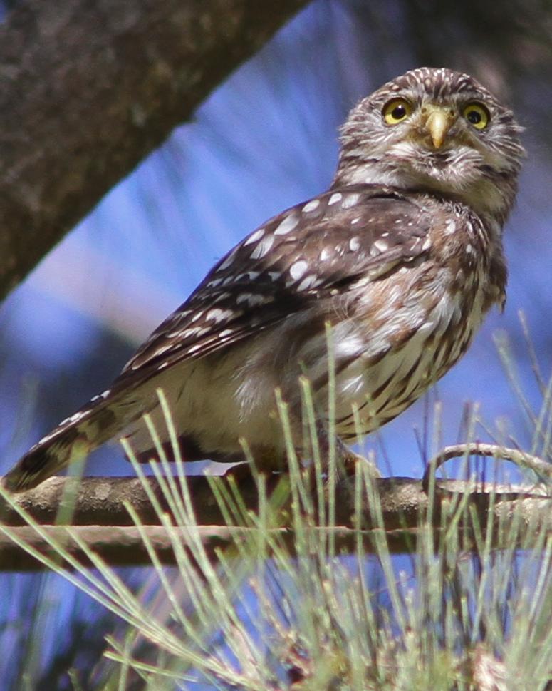 Peruvian Pygmy-Owl Photo by Marcelo Padua