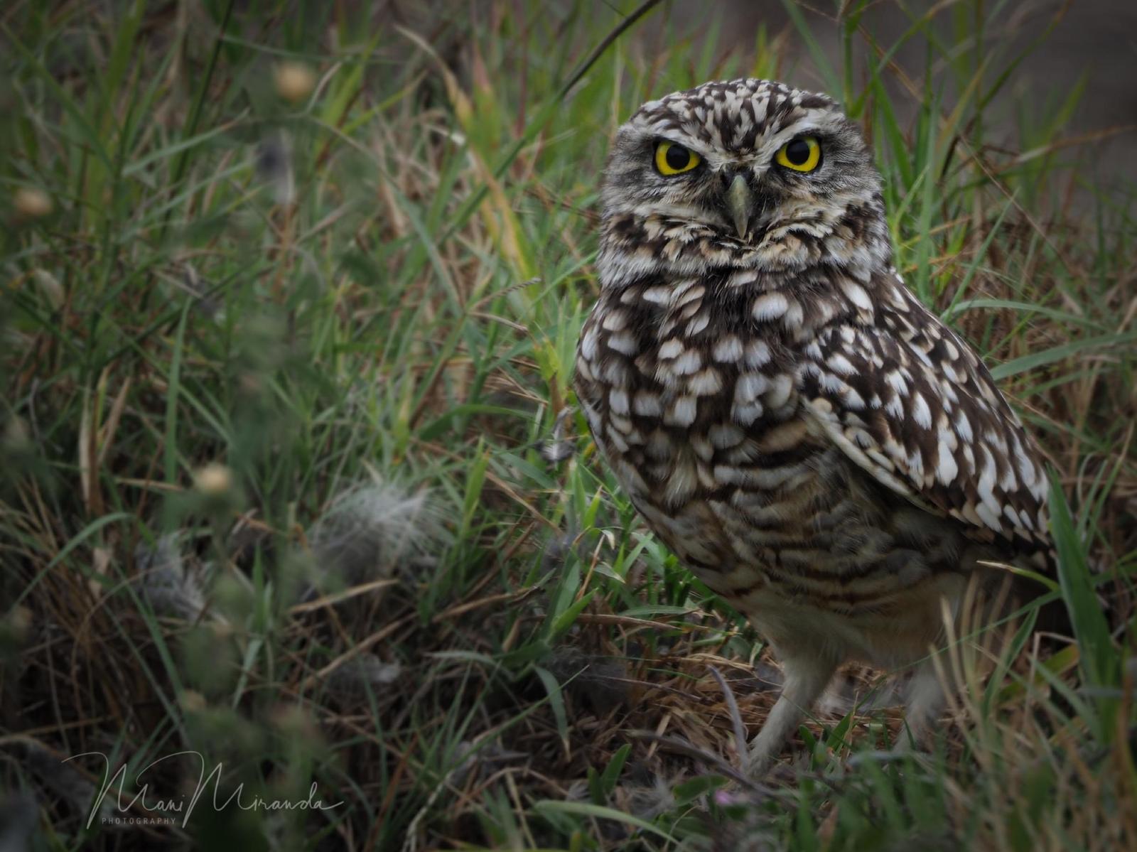 Peruvian Pygmy-Owl Photo by Manuel Miranda
