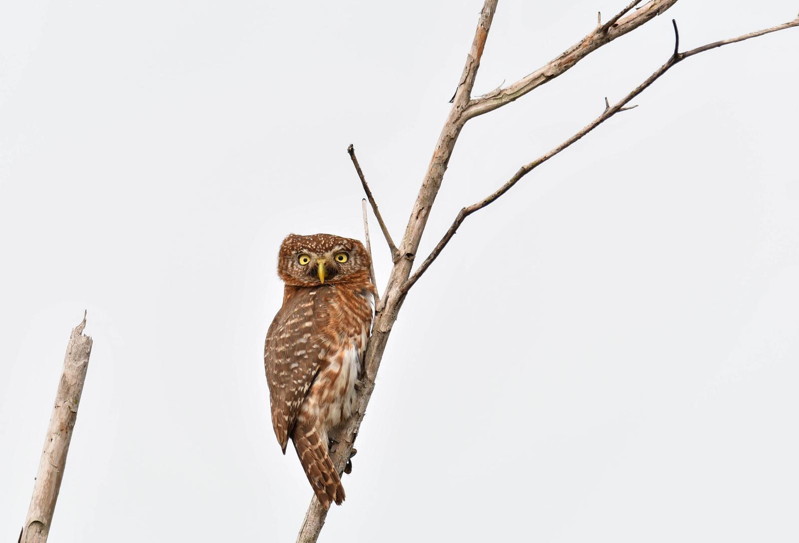 Cuban Pygmy-Owl Photo by Ken Pinnow
