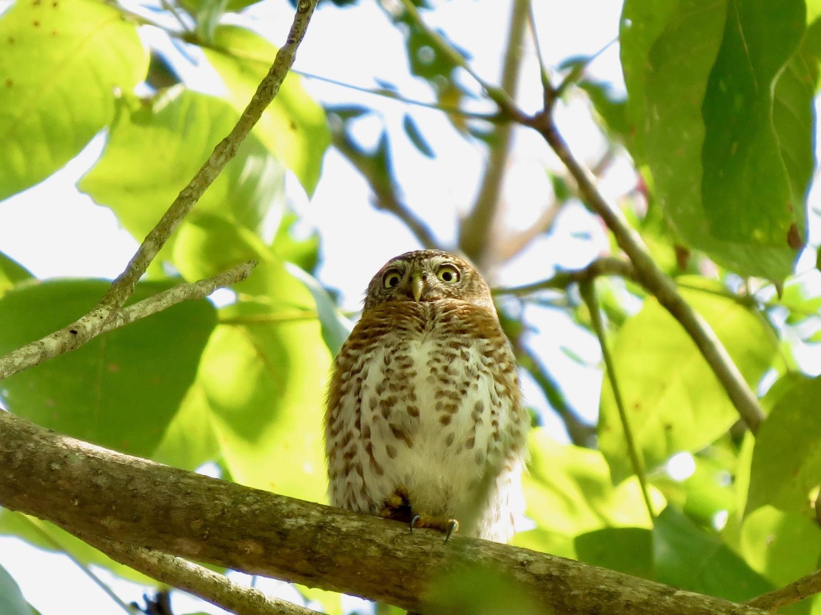 Cuban Pygmy-Owl Photo by Carey Parks