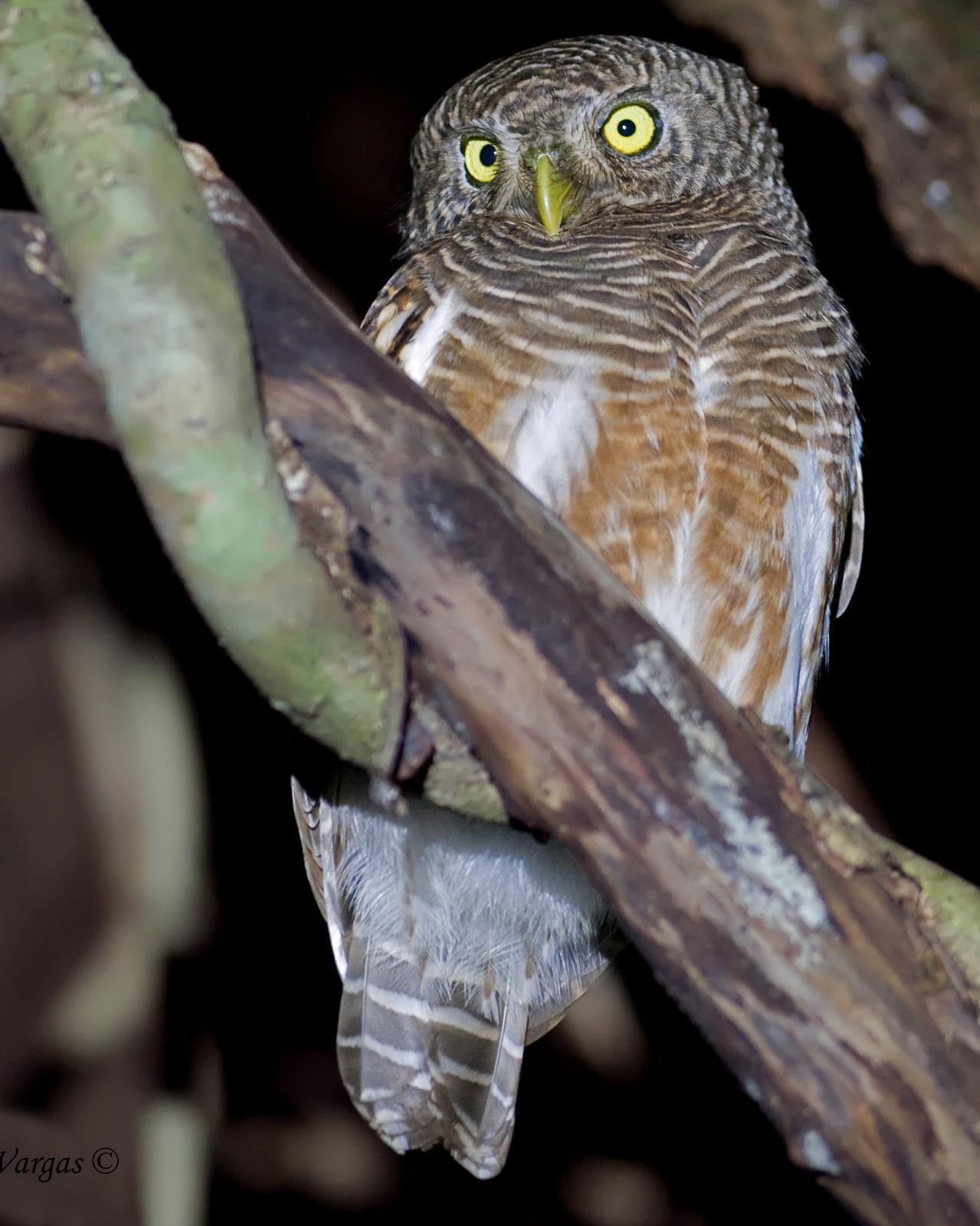 Asian Barred Owlet Photo by Alex Vargas