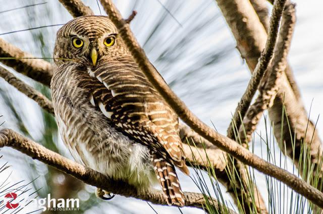 Asian Barred Owlet Photo by Zagham Awan
