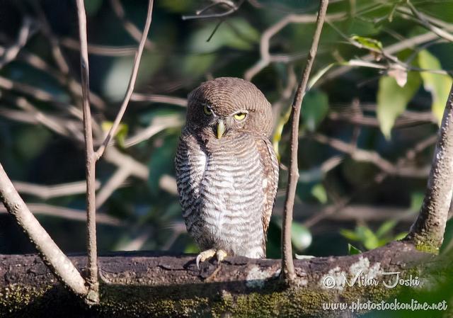 Jungle Owlet Photo by Mihir Joshi