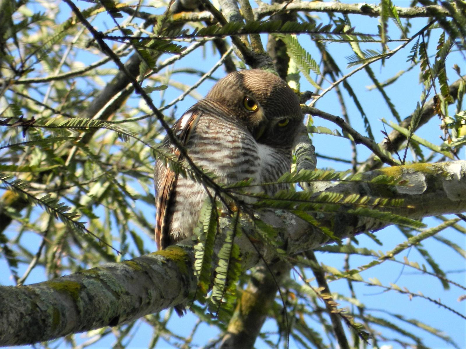 Jungle Owlet Photo by Richard Jeffers