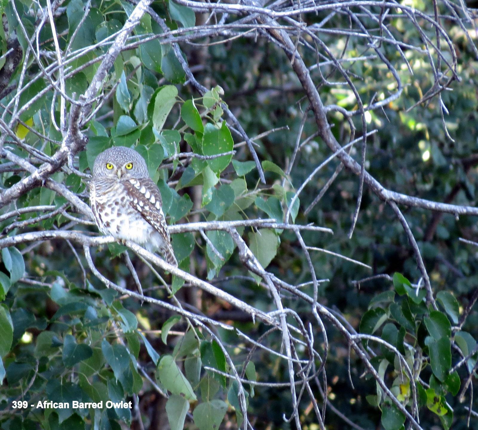 African Barred Owlet Photo by Richard  Lowe
