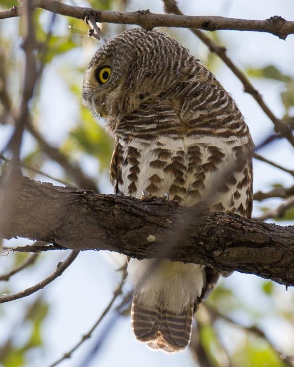 African Barred Owlet Photo by Robert Lewis