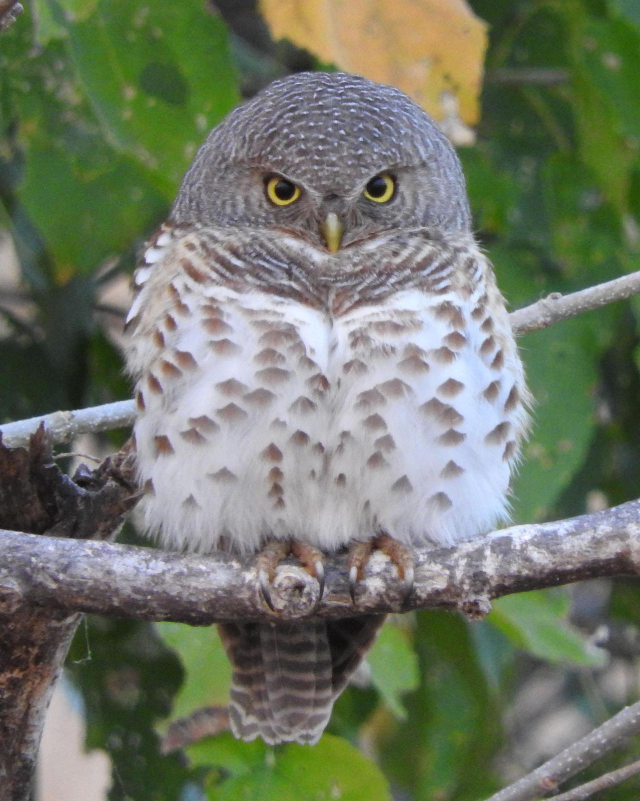 African Barred Owlet Photo by Albert Percival