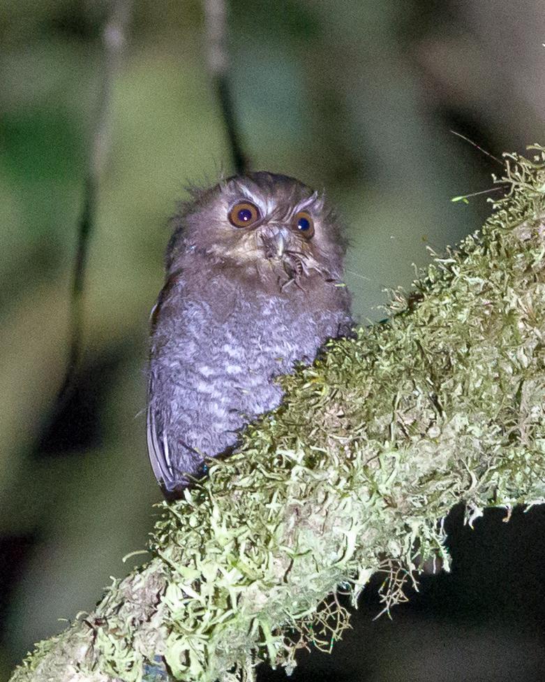 Long-whiskered Owlet Photo by Kevin Berkoff