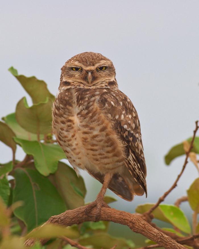 Burrowing Owl Photo by Chris Fagyal