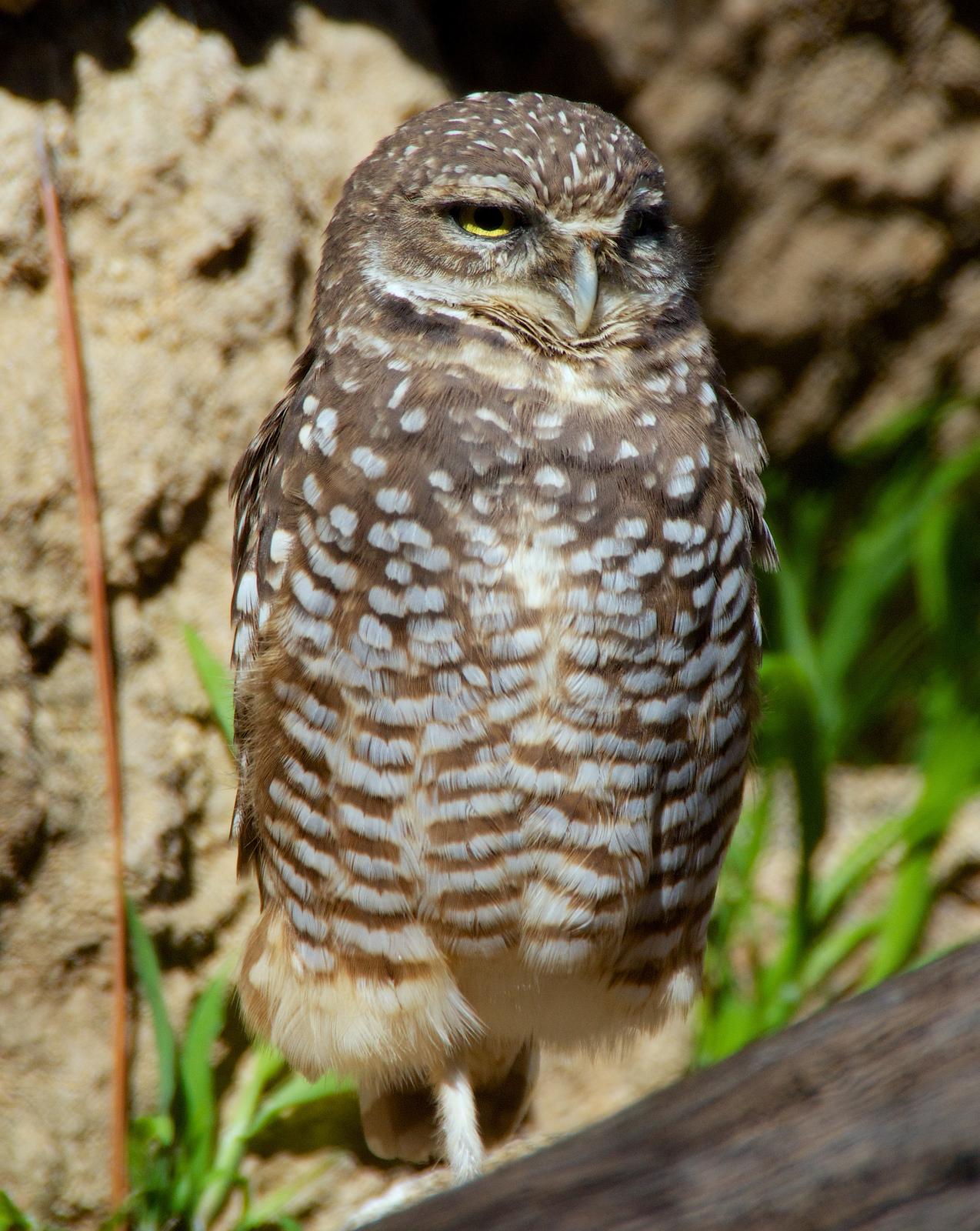 Burrowing Owl Photo by Gerald Hoekstra