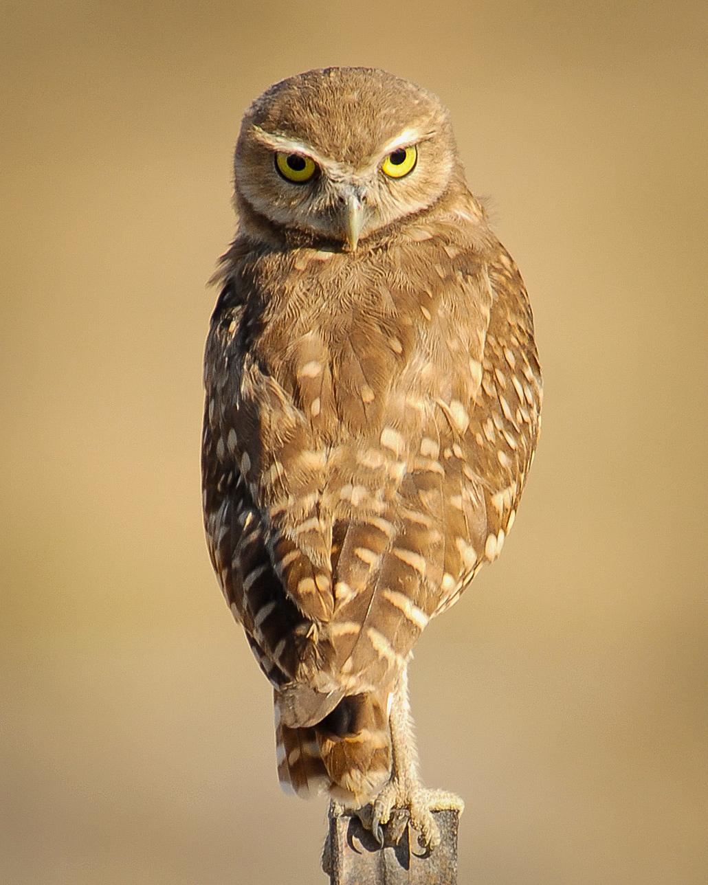 Burrowing Owl Photo by Mike Fish