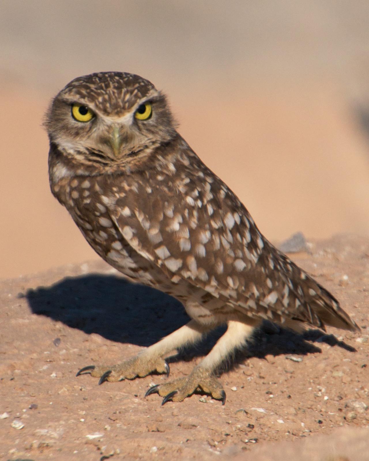 Burrowing Owl Photo by Robin Barker