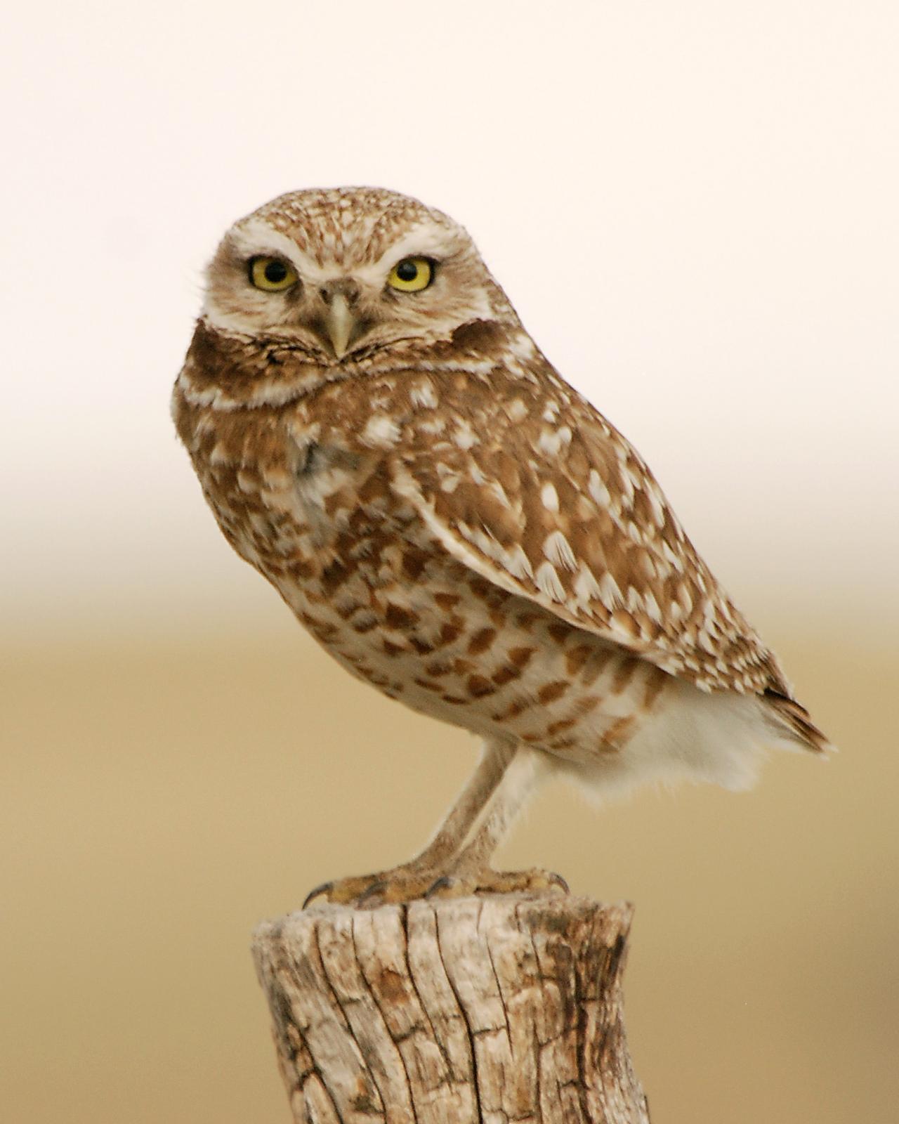 Burrowing Owl Photo by Ryan P. O'Donnell